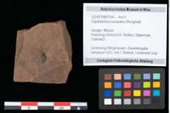 Foto (Objekt + Etikett) von Glyptostrobus europaeus Brongniart (NHMW-GEO-2024-0188-0164)